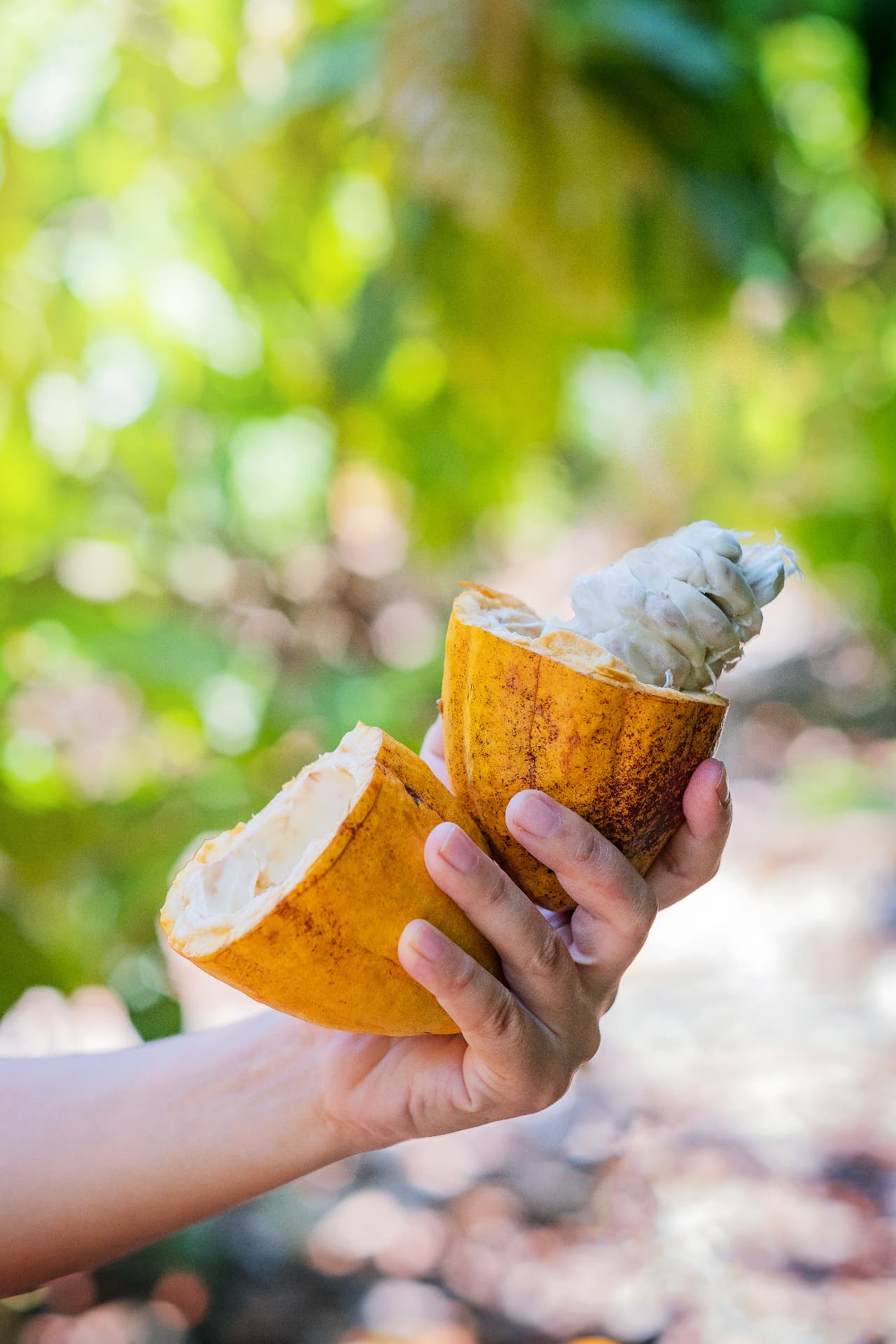 Open Ecuadorian cocoa pod showing the cocoa beans in mucilage