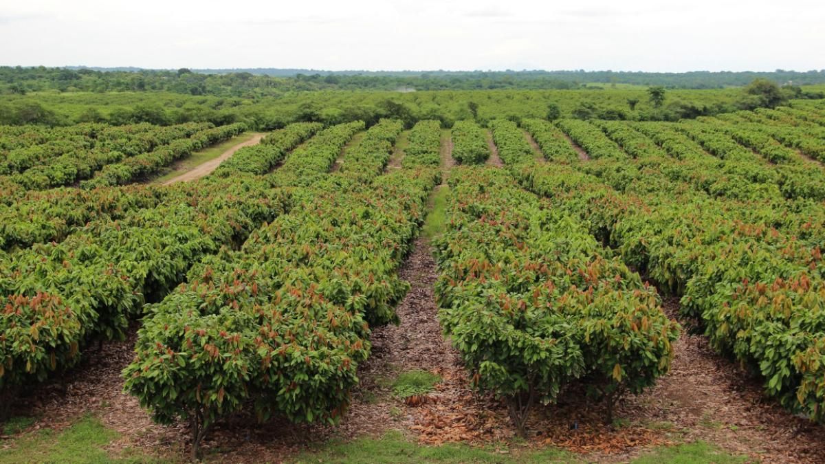 Aerial view of a cocoa plantation in Ecuador