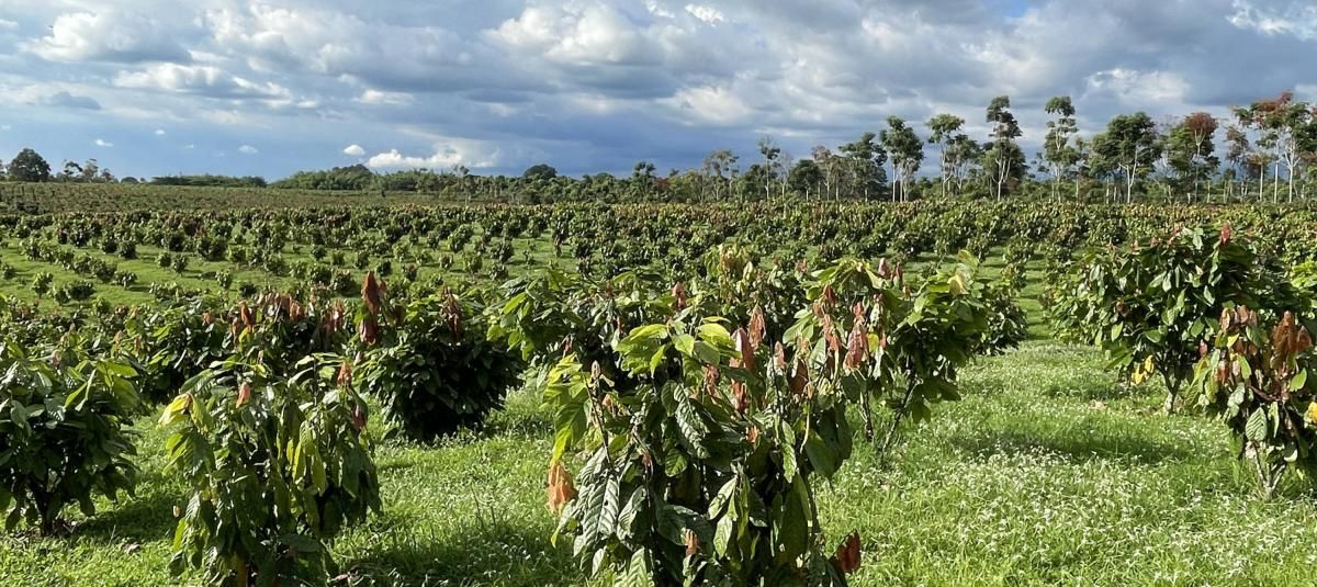 Cocoa cultivation in an Ecuadorian producing region