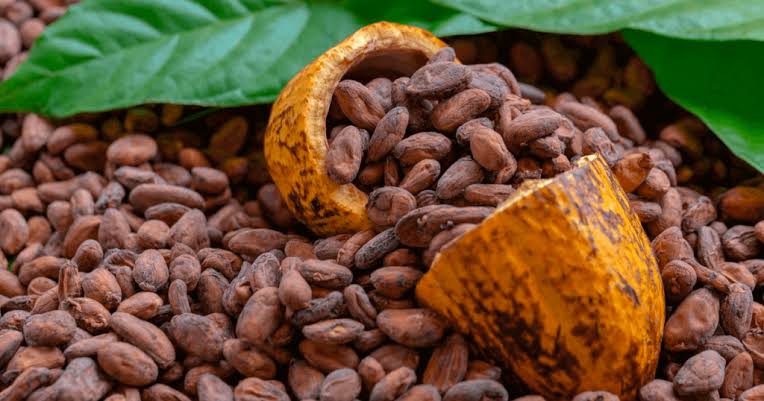 Conventional cocoa beans — reference photograph, to be replaced with an official Global Cocoa image