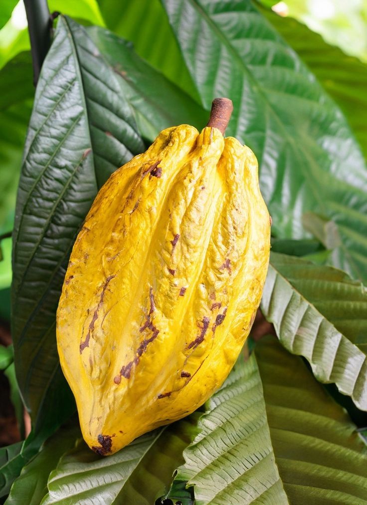 Certified cocoa beans — reference photograph, to be replaced with an official Global Cocoa image